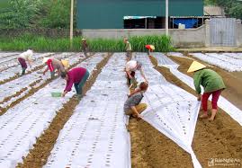 Chủ động đảm bảo sản xuất trồng trọt trong dịp Tết Nguyên đán Quý Mão 2023
